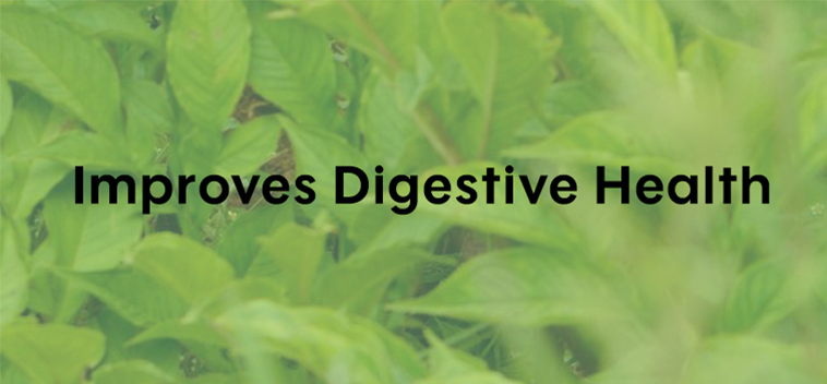 Image-4-digestive-health